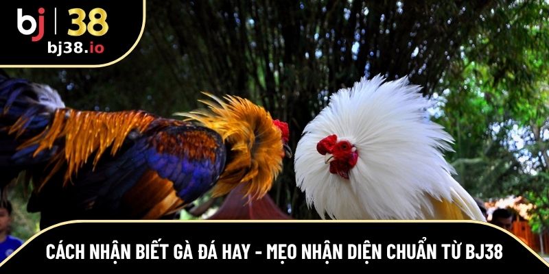cách nhận biết gà đá hay