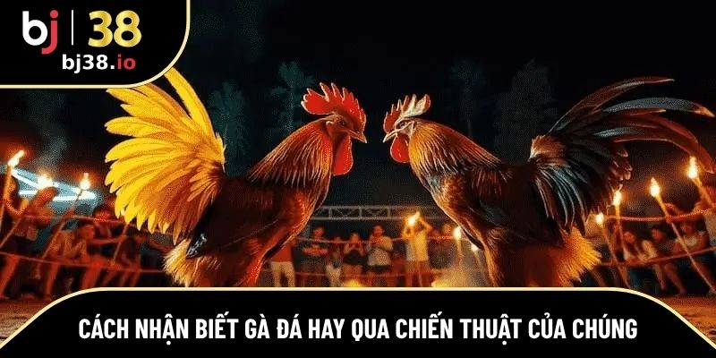Chiến kê có thực lực sẽ thể hiện chiến thuật ấn tượng