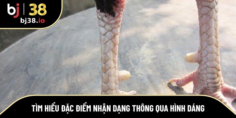 Tìm hiểu đặc điểm nhận dạng thông qua hình dáng
