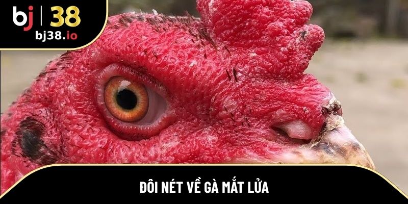 Một số thông tin cơ bản về gà mắt lửa