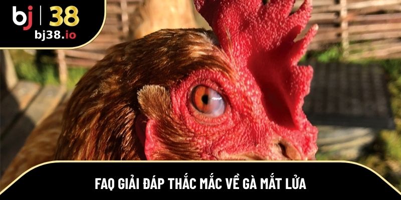 Giải đáp những thắc mắc về gà có mắt lửa