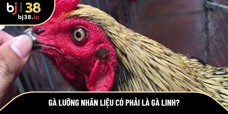 Giải đáp câu hỏi gà đá lưỡng nhãn có phải là gì linh hay không?