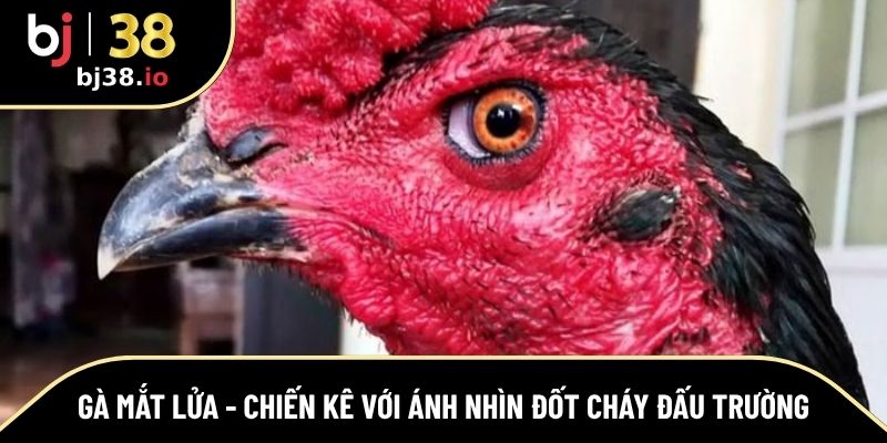 gà mắt lửa