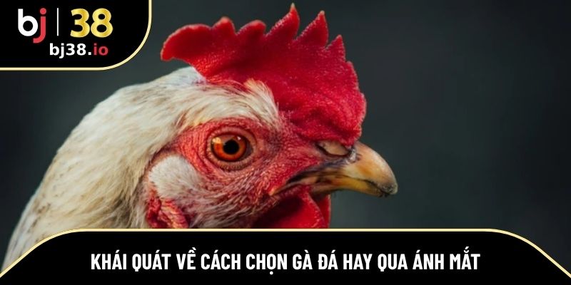 Tổng quan về phương pháp chọn chiến kê qua ánh mắt