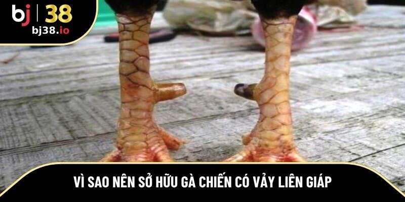 Lý do bạn nên sở hữu chiến kê có vảy liên giáp 