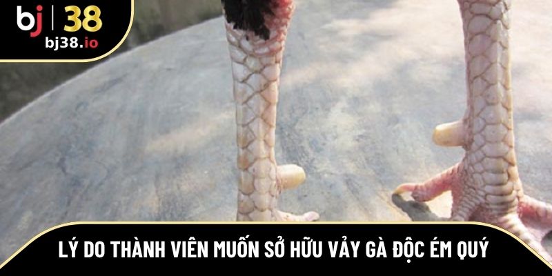 Lý do nhiều thành viên muốn sở hữu vảy gà độc ém quý 