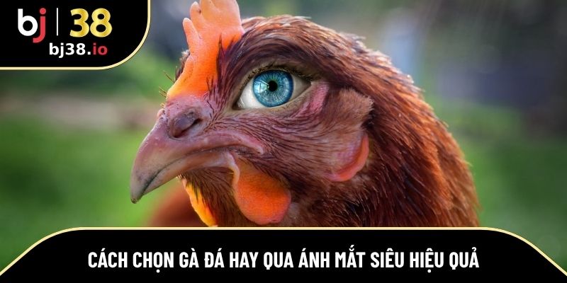 Một số cách chọn gà đá hay qua ánh mắt hiệu quả