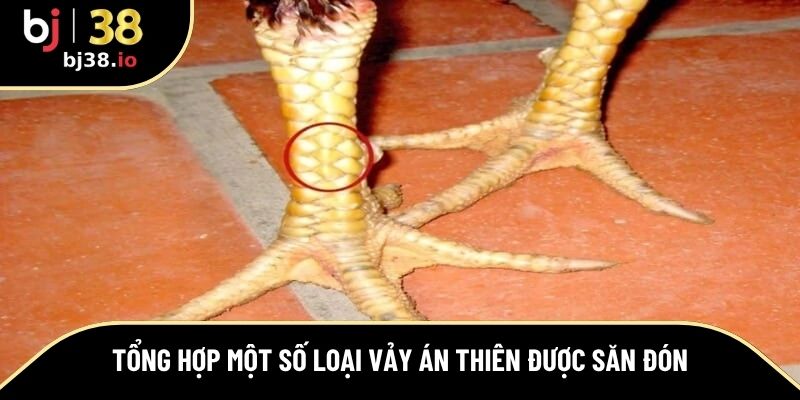 Phân loại các biến thể vảy án thiên được quan tâm