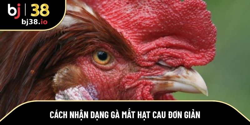 Cách nhận dạng nhanh để biết gà mắt hạt cau đơn giản