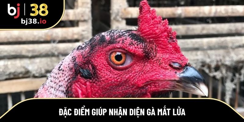 Đặc điểm giúp dễ dàng nhận diện gá có mắt lửa