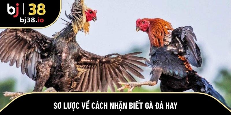 Thông tin cơ bản về phương pháp nhận diện chiến kê tốt