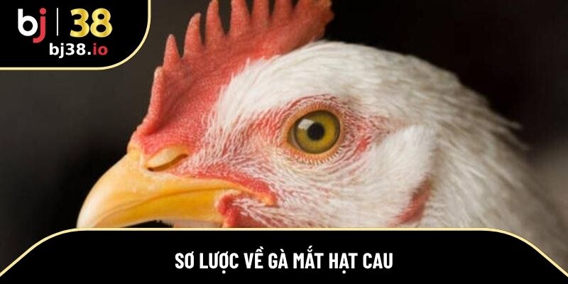 Thông tin khái quát về gà mắt hạt cau