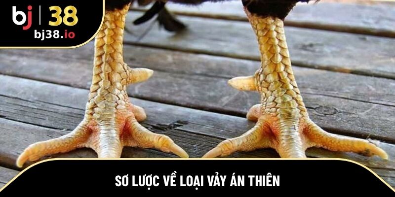 Thông tin khái quát về vảy án thiên là gì