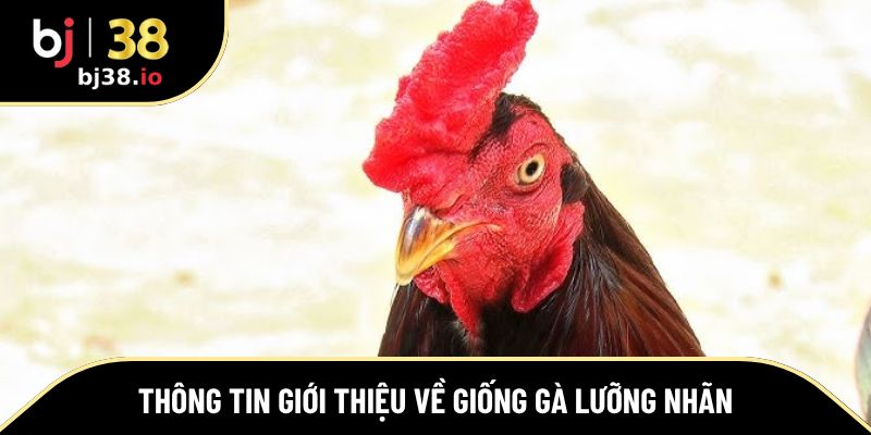 Thông tin giới thiệu về giống gà lưỡng nhãn