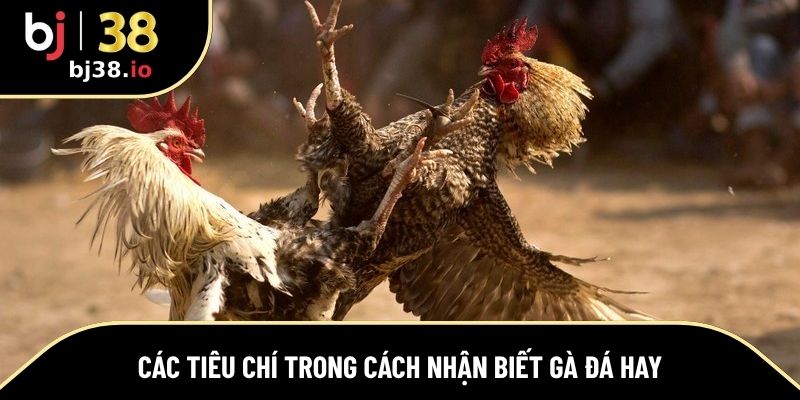 Một số tiêu trong cách nhận biết gà đá hay cực chuẩn