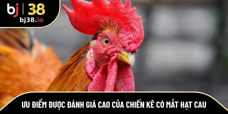 Sư kê luôn đánh giá cao về chiến kê có mắt hạt cau