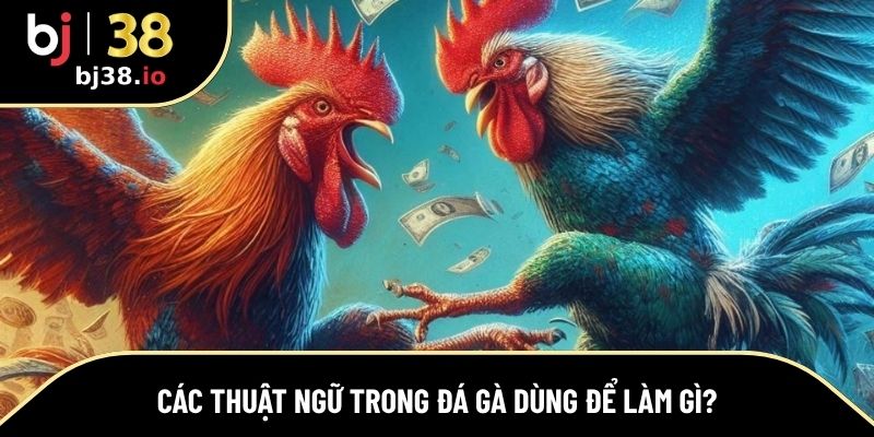 Ý nghĩa thực sự của các thuật ngữ trong đá gà
